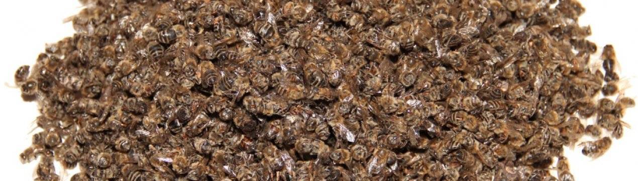 Пчелиный подмор — польза и вред удивительного вещества