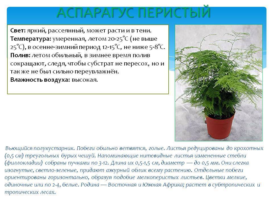 Как вырастить аспарагус из семян в домашних условиях: выращивание спаржи selo.guru — интернет портал о сельском хозяйстве