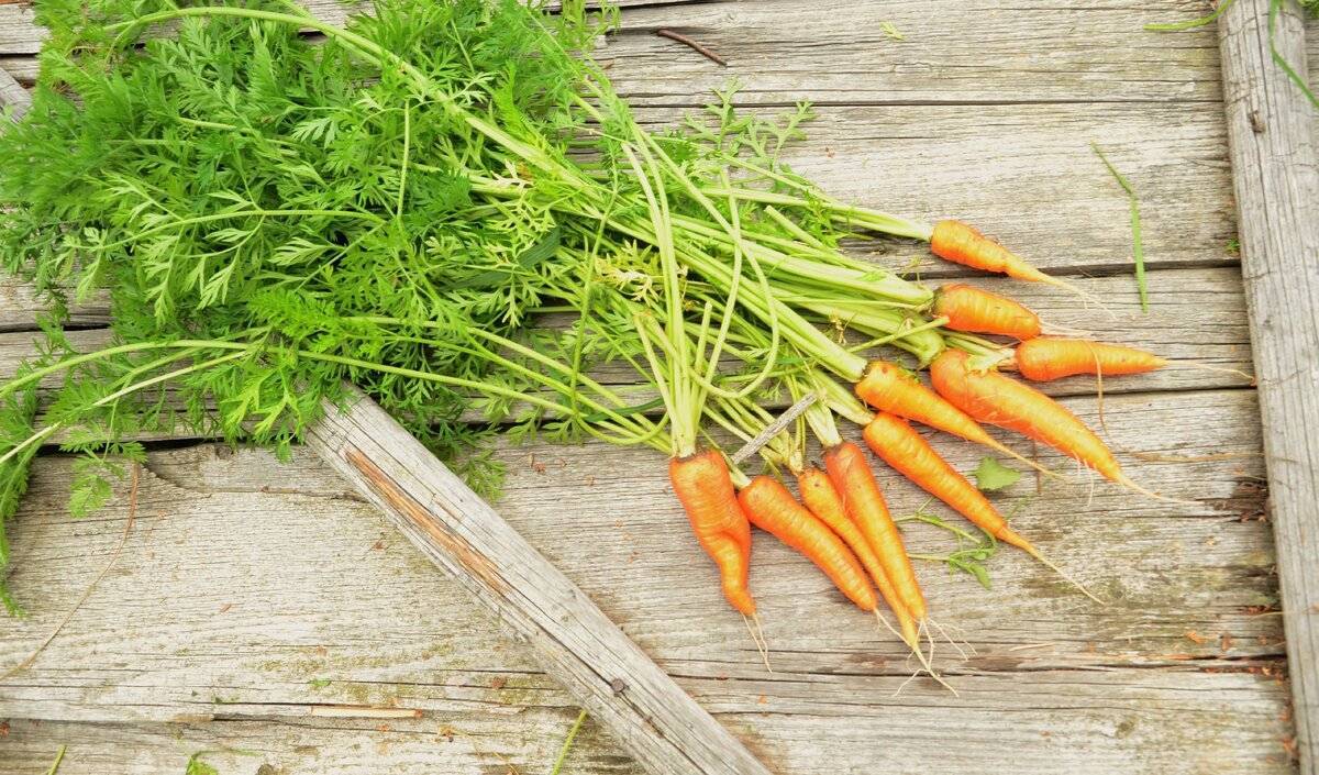 Чем полезна морковная ботва для похудения