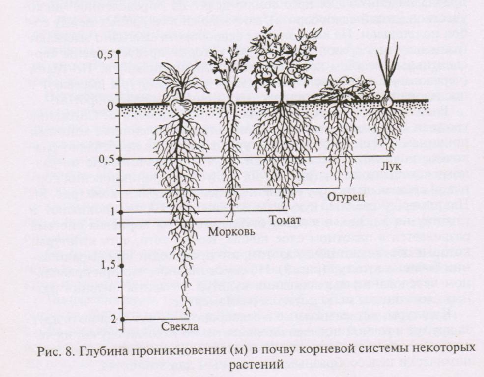 Длина и схема строения корневой системы огурцов, как правильно окучивать