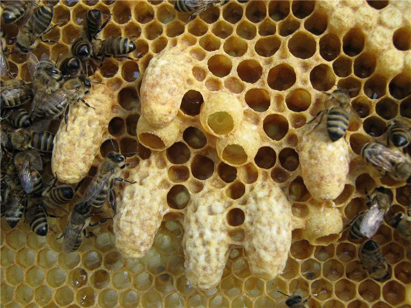 Личинки пчел: стадии развития по дням