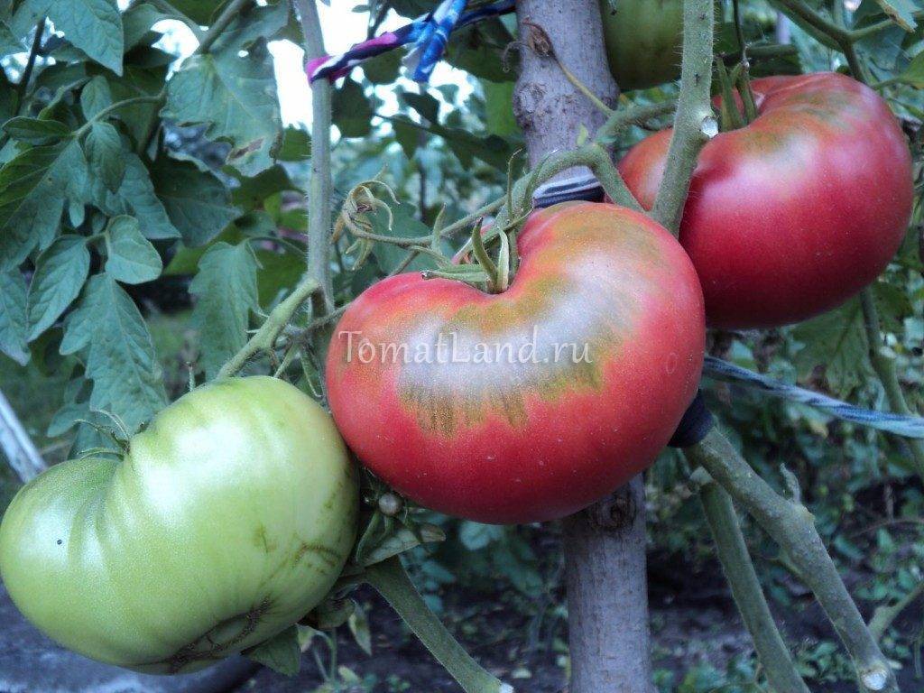 Томат бийский розан: характеристика и описание сорта, фото и отзывы об урожайности помидоров