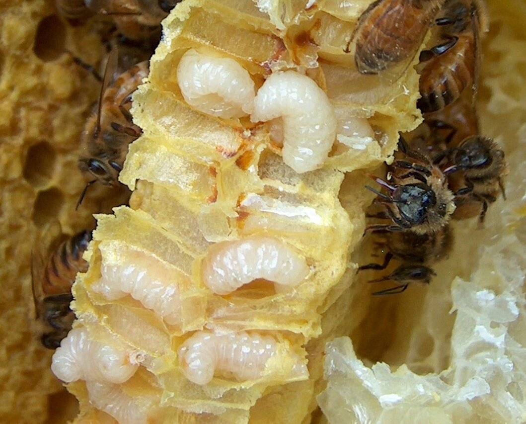 Как называются личинки пчел