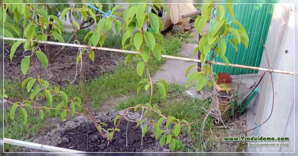 Ягоду лох и мини-киви начали выращивать садоводы в подмосковье