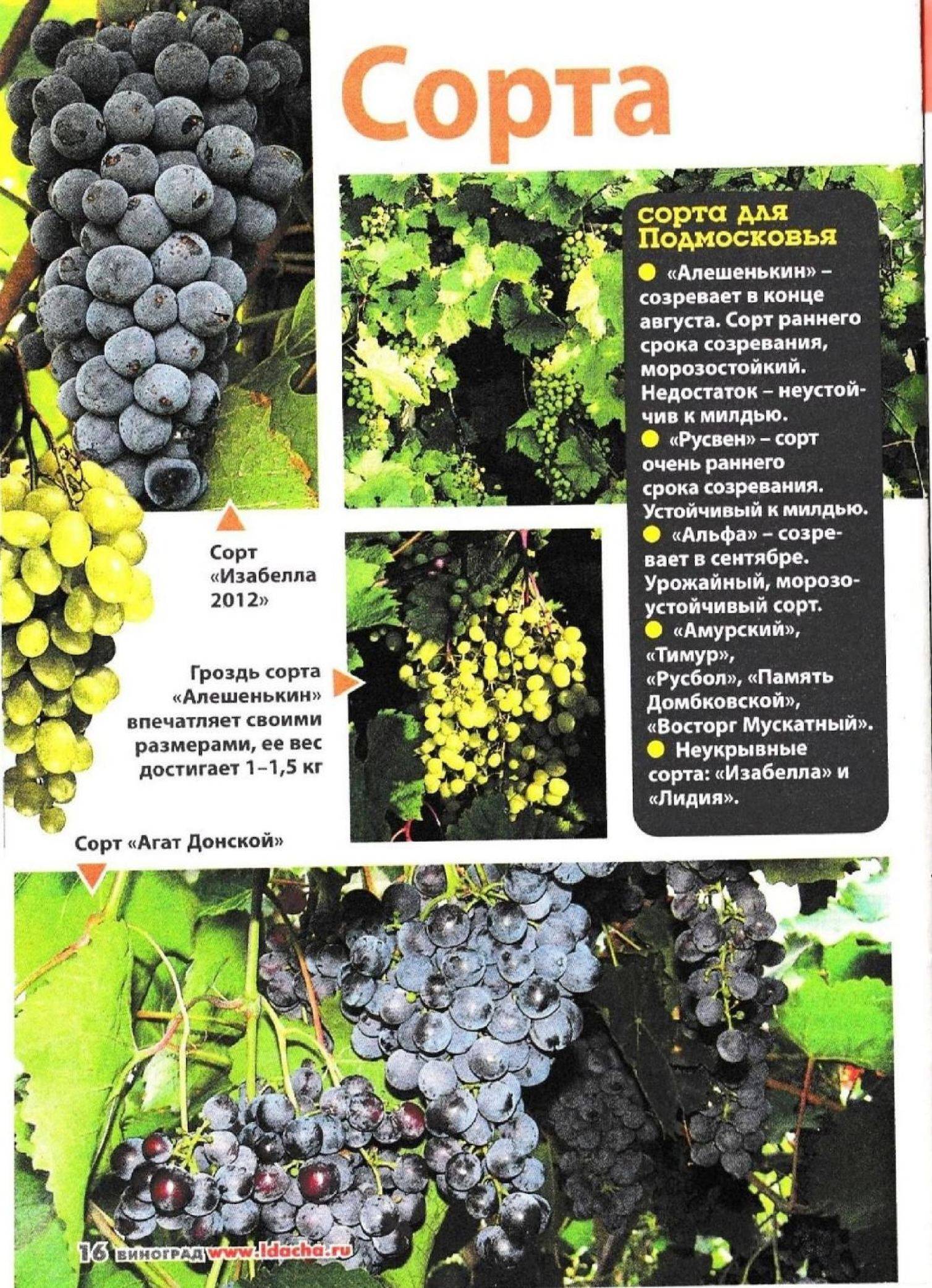 Описание винограда сорта «агат донской»: характеристики, фото, отзывы садоводов