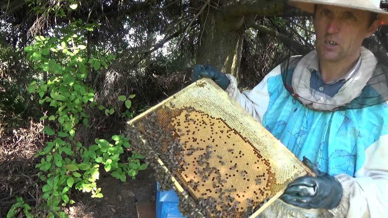 Пчеловодство, использование главного взятка