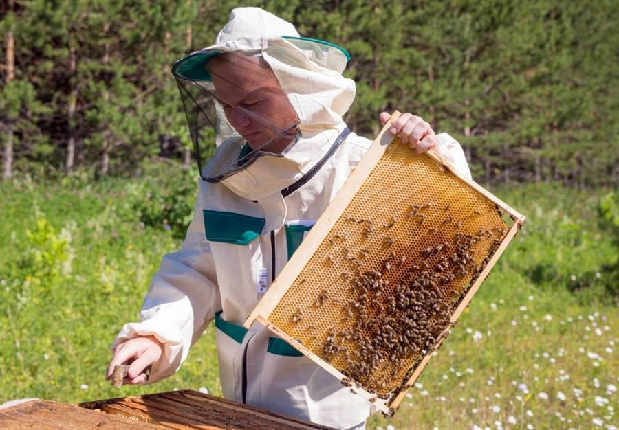 Проблемы пчеловодства россии и пути их решения
