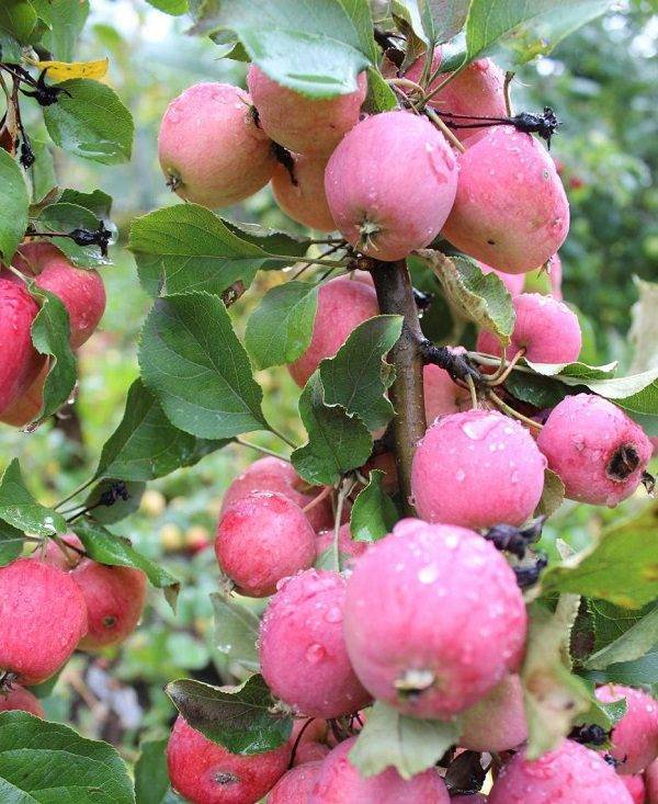 Скромная и неприхотливая яблоня ранетка: фото и описание сорта, отзывы
