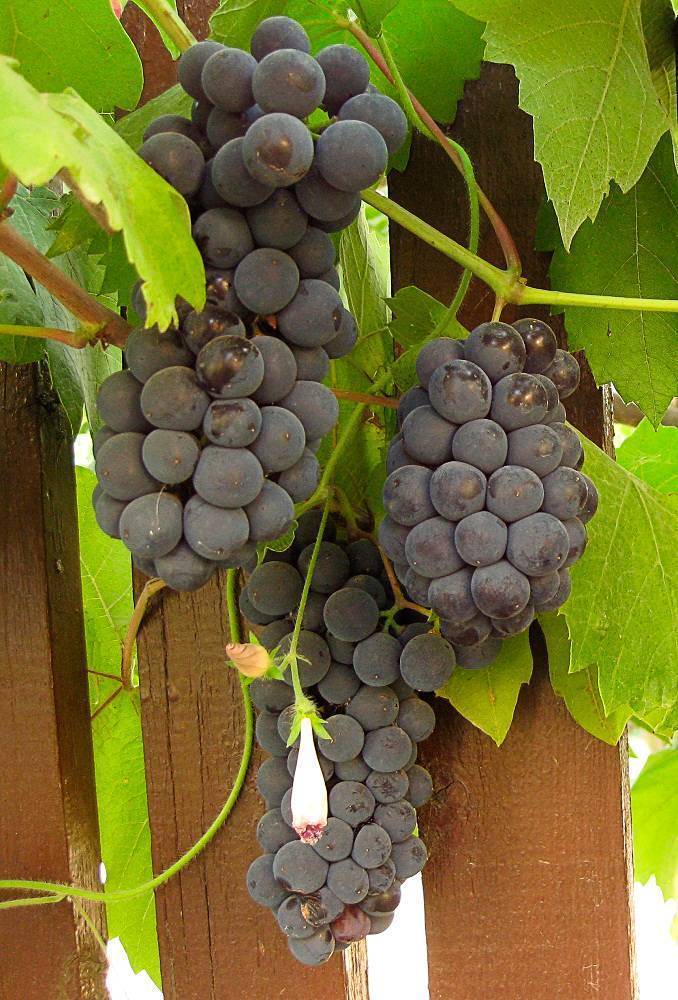 Топ-10 лучших сортов винограда – рейтинг 2022 года