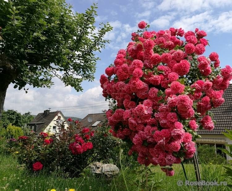Плетистая роза розариум ютерсен: фото и описание, отзывы, посадка, уход