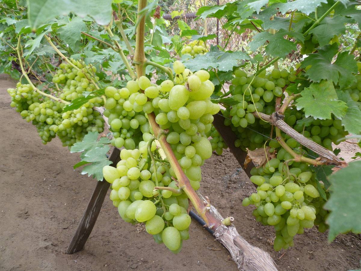Описание и характеристики сорта винограда «зилга». виноград зилга: описание сорта, фото, отзывы