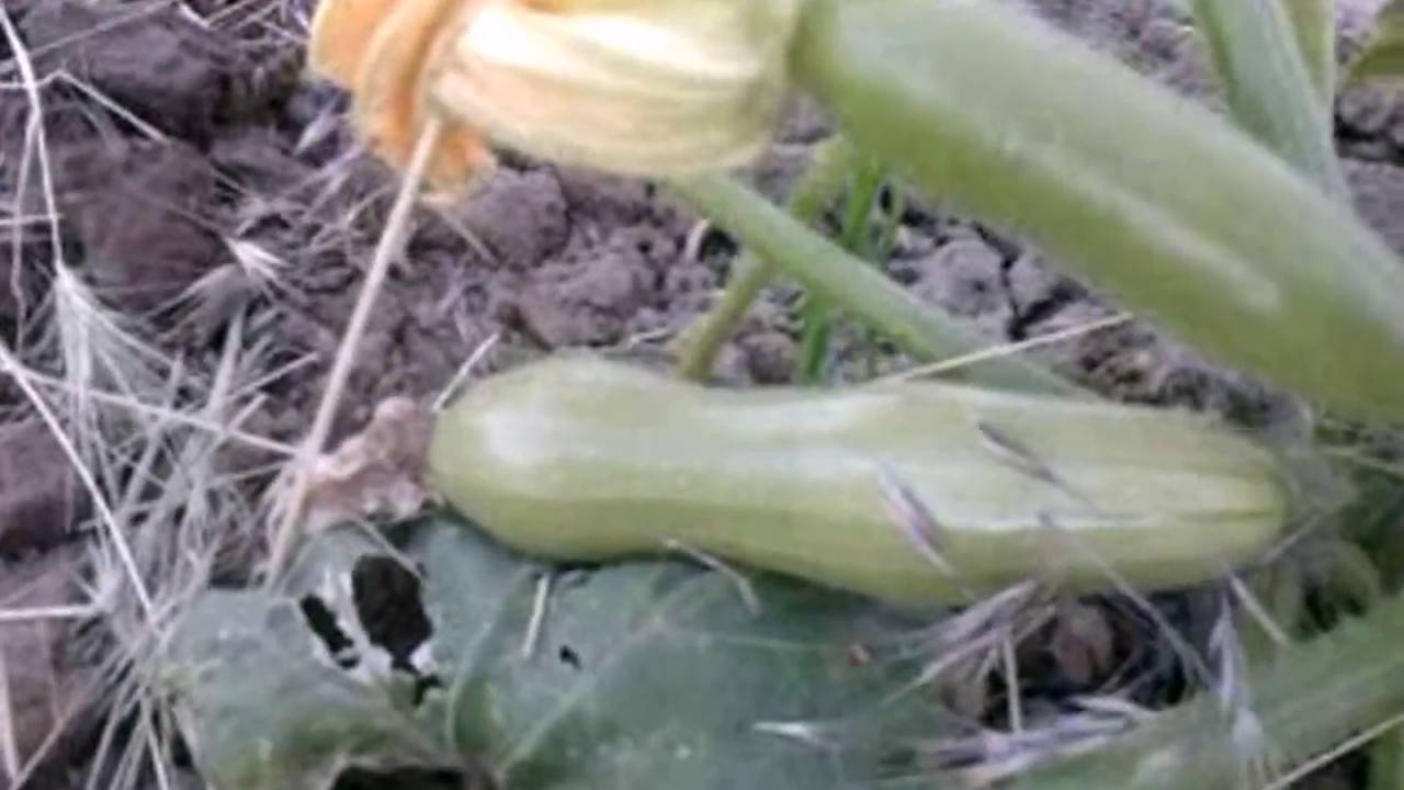 Выращивание кабачков, сорта, когда и как садить, борьба с болезнями