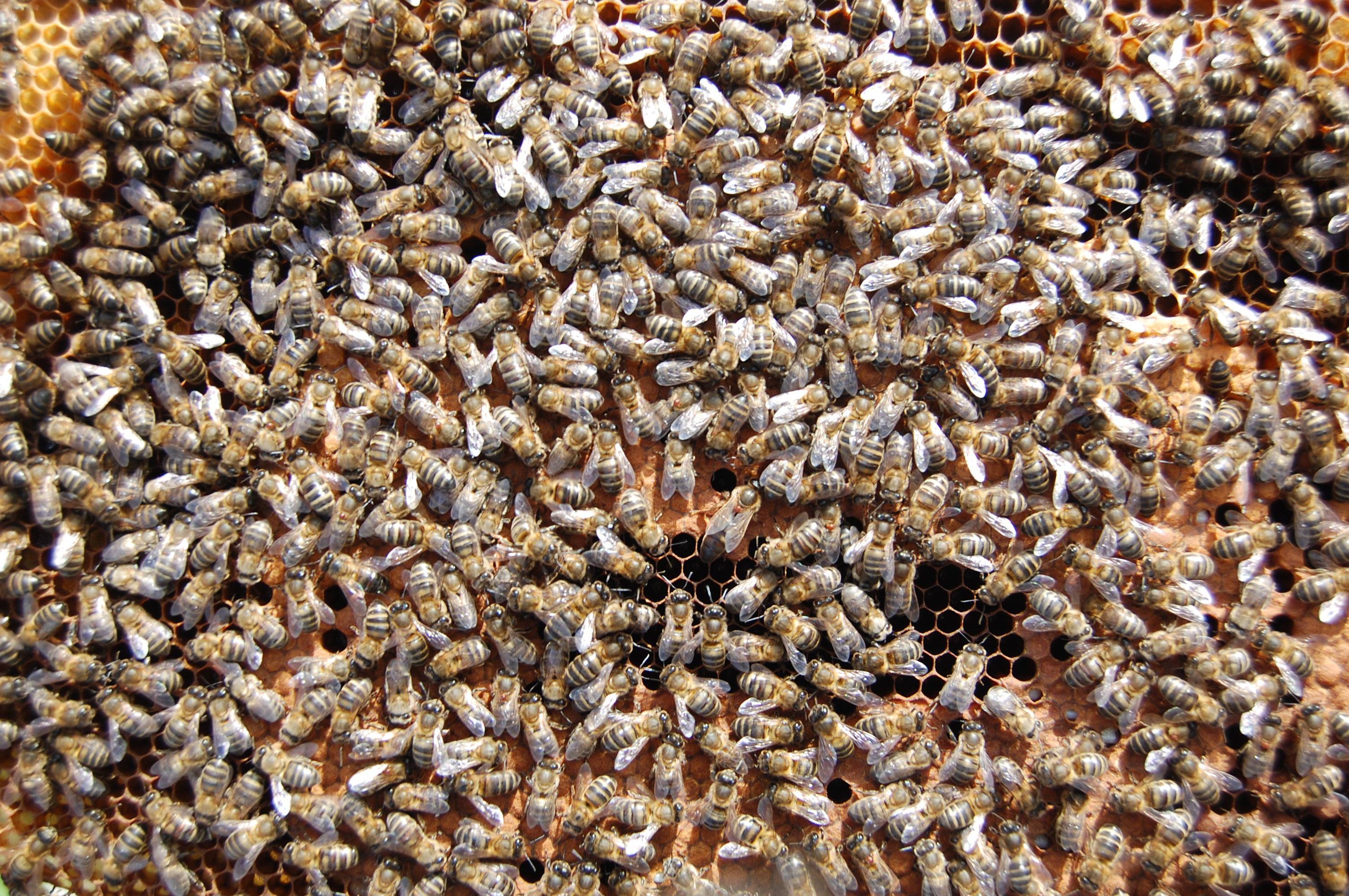 К чему снятся пчелы - значение сна пчелы по соннику
