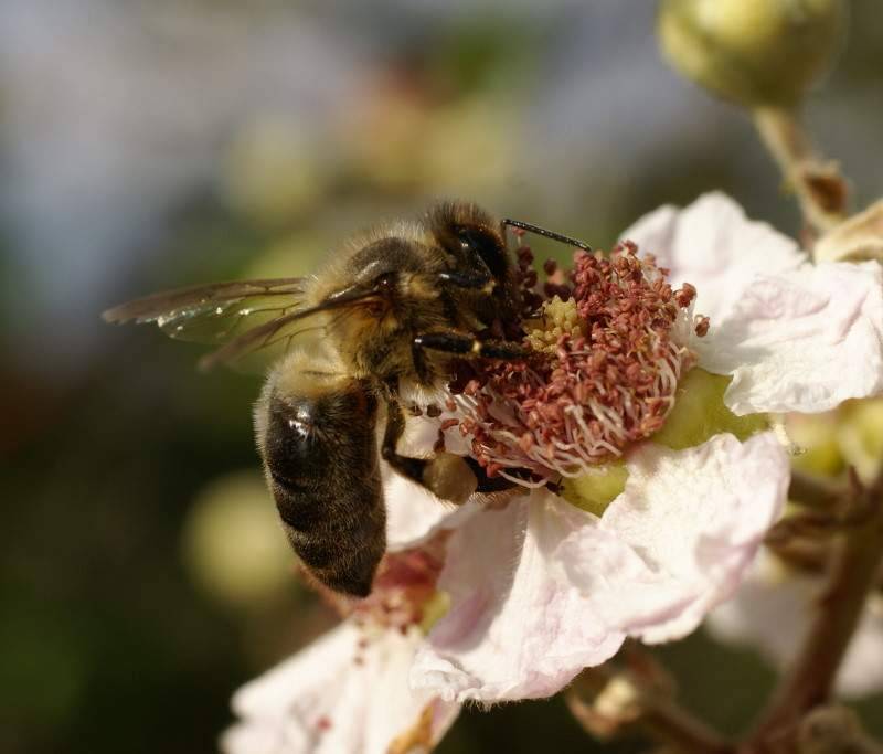 Пчела плотник насекомое. описание, особенности, образ жизни и среда обитания пчелы