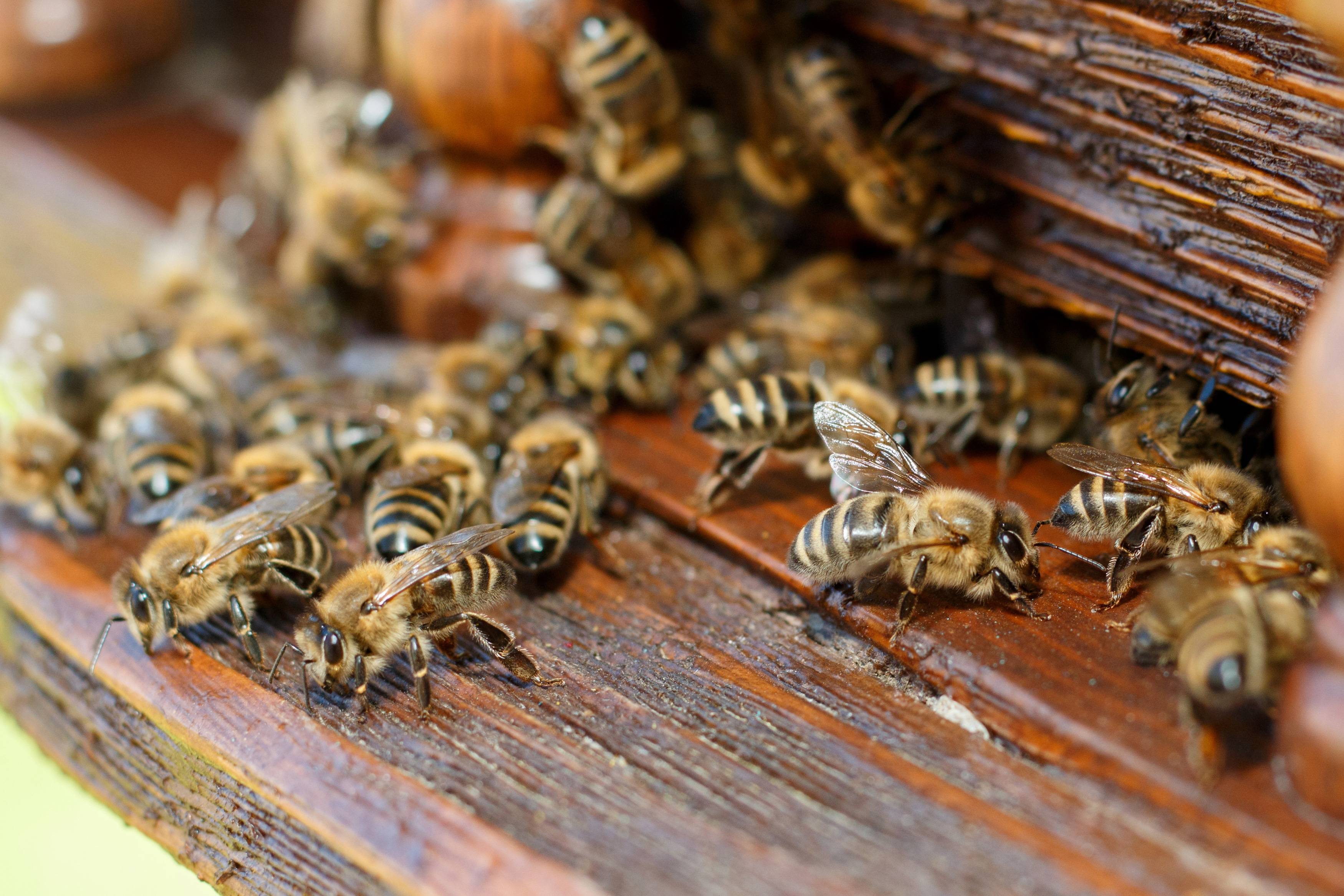 Бакфаст порода пчел: их недостаток, характеристики, описание