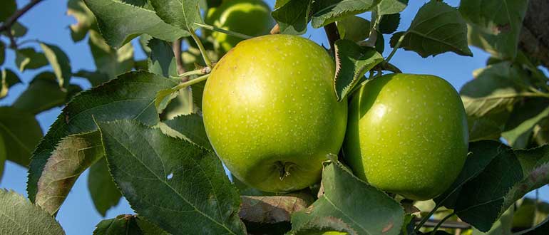 Гренни смит (granny smith) - описание яблок и яблони