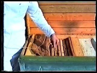 Термообработка пчёл: термокамера своими руками