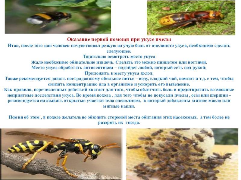 Укус пчел: как действует яд,первоя помощь, как помочь детям и аллергикам