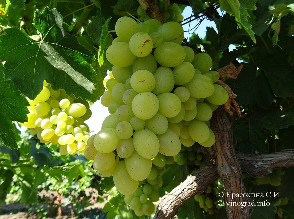 Виноград виктория — морозоустойчивый и высокоурожайный сорт!