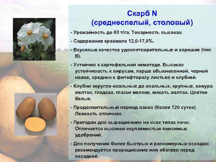 Стойкий и урожайный сорт столового картофеля «вектор» от белорусских селекционеров