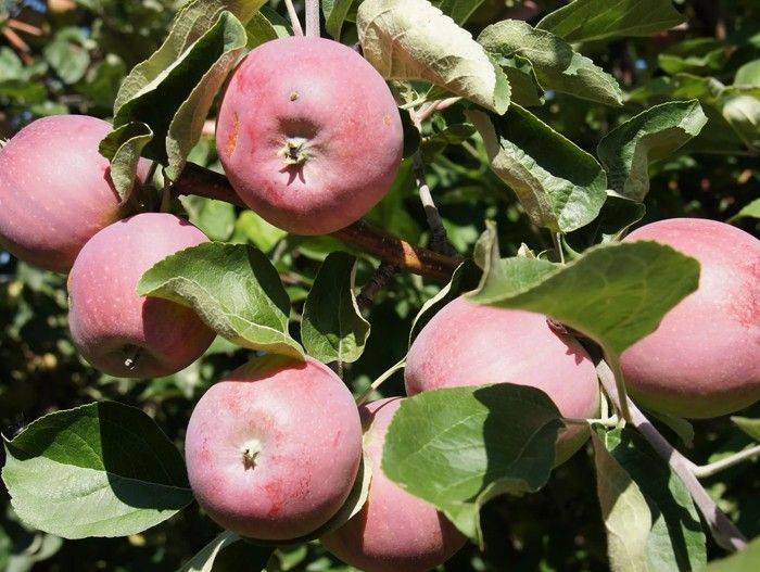Яблоня сорт беркутовское описание сорта