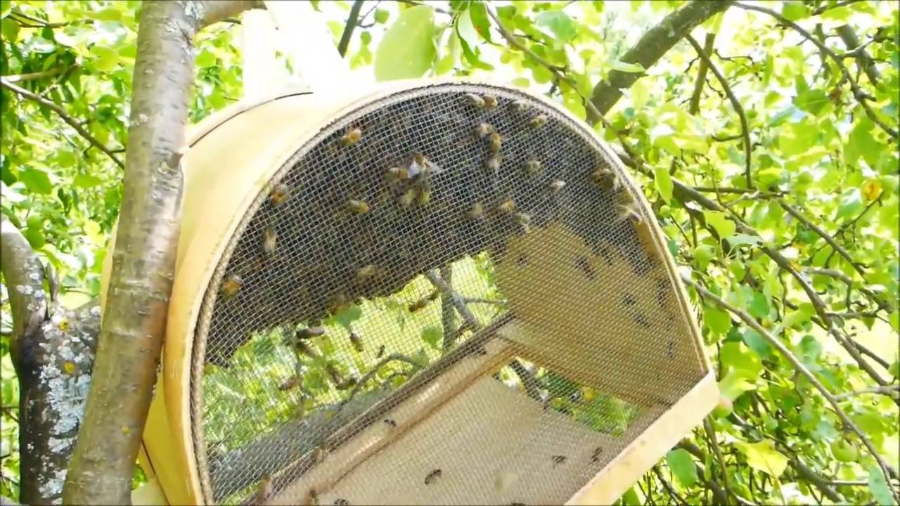Как правильно снять рой пчел? - ответы на вопросы