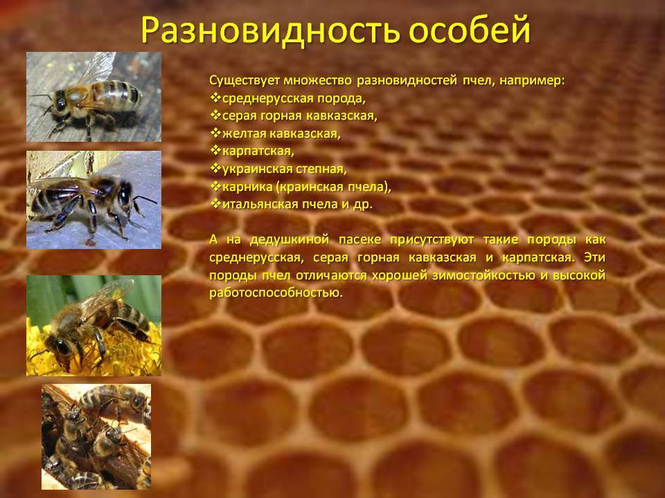 Среднерусская порода пчел |