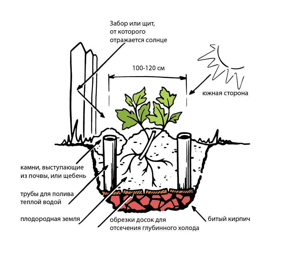 Посадка винограда: как правильно посадить, на каком расстоянии сажать черенками (схема)
