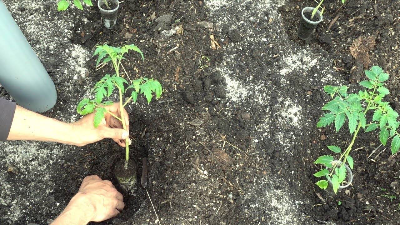 Как правильно посадить помидоры на рассаду дома: условия и сроки с видео