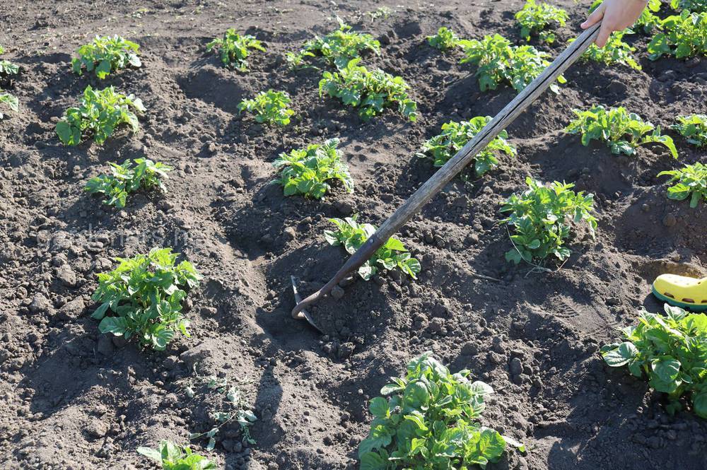 Как посадить картофель зимой в теплице: выращивание, урожайность, технология выращивания