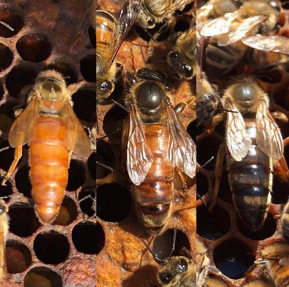 Пчела бакфаст: описание и особенности содержания