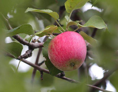 Яблоня башкирский красавец: описание и характеристика сорта, особенности выращивания дерева на участке, фото