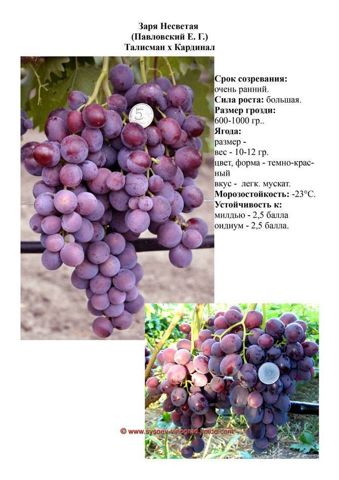 Описание винограда сорта Заря Несветая, посадка и уход