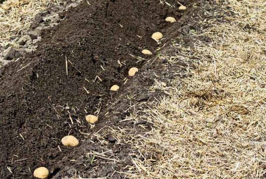 Посадка и выращивание картофеля по методу галины кизимы: суть метода, отзывы