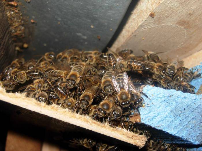 Как создать правильные условия для зимовки пчел в ульях? как зимуют пчелы в природе?