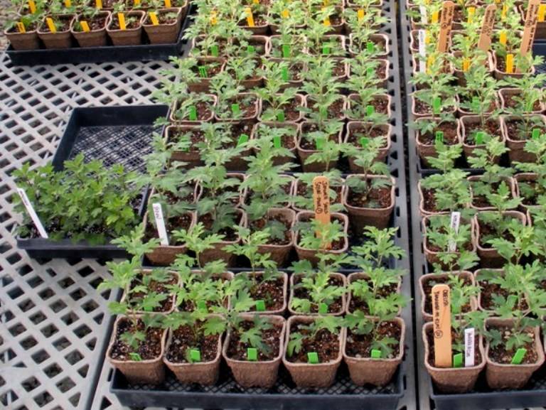 Многолетние сорта садовых хризантем: описание лучших, основные правила посадки и ухода