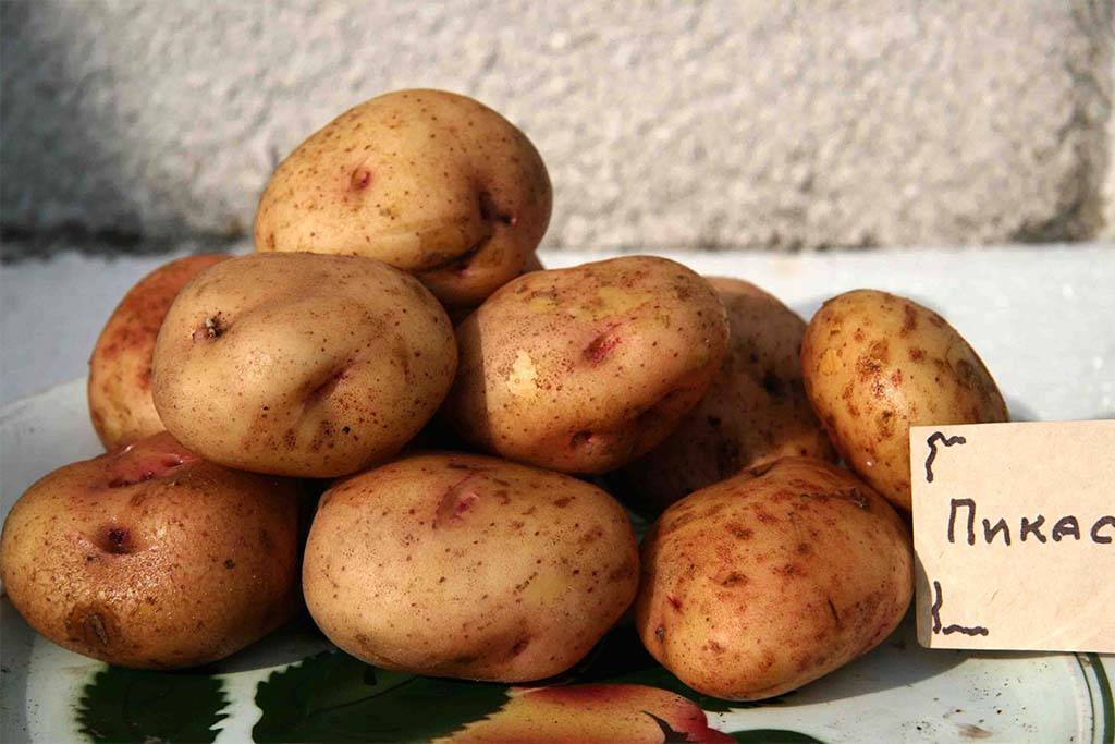 Описание и характеристика сорта картофеля колетте, правила посадки и ухода