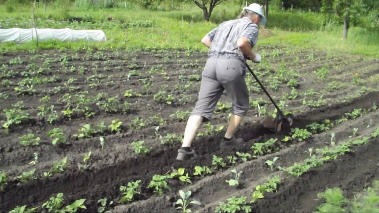 Картошка после окучивания. Окучивание картофеля тяпкой вручную. Окучивание картофеля вручную. Прополка картошки. Механизированная прополка картофеля.