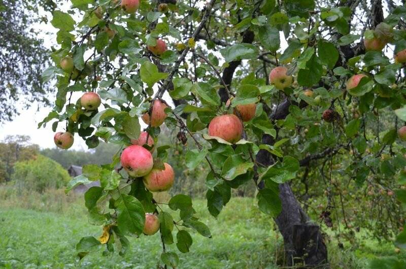 Почему не плодоносит яблоня и что делать