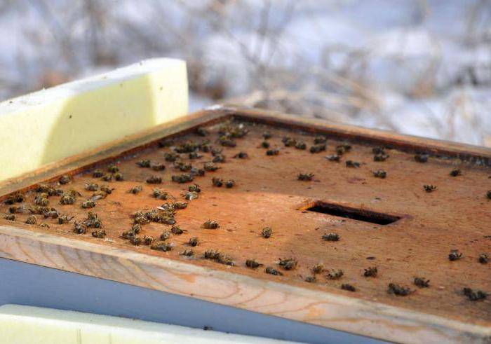 Подготовка пчел к зиме, основные правила