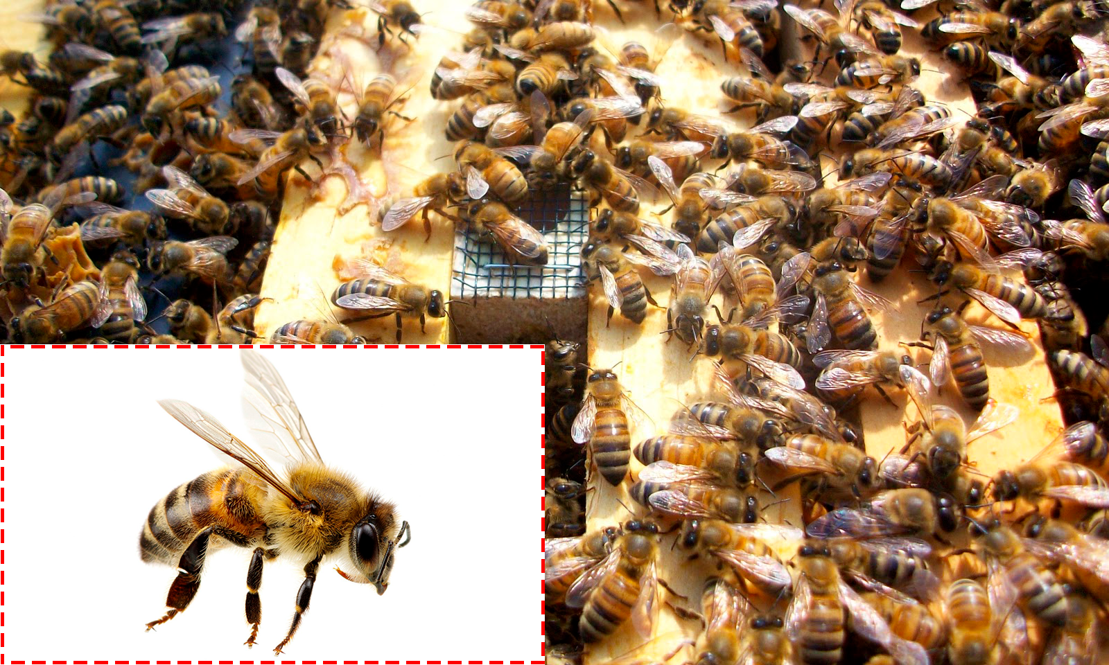 Пчела карпатка самая популярная пчела