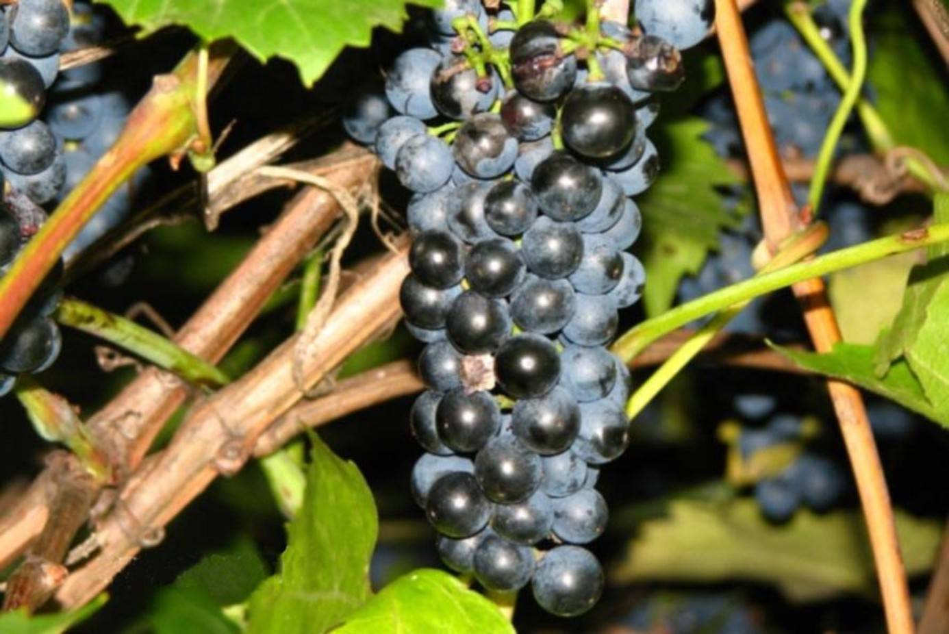 Описание винограда сорта карменер, правила посадки и ухода