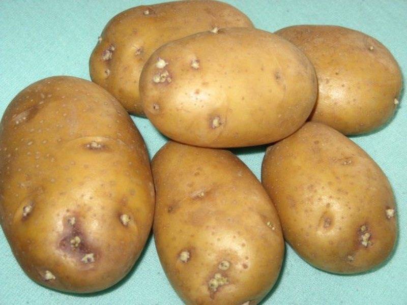 Сорт картофеля колобок: характеристика, фото, отзывы