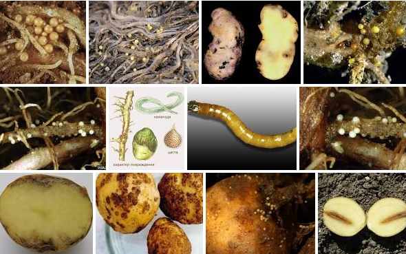 Нематода картофельная | справочник по защите растений — agroxxi