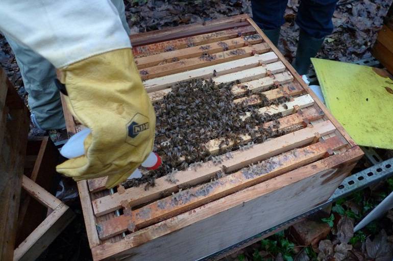 Обработка пчел от клеща осенью муравьиной кислотой: инструкция, когда проводить - omvesti.com