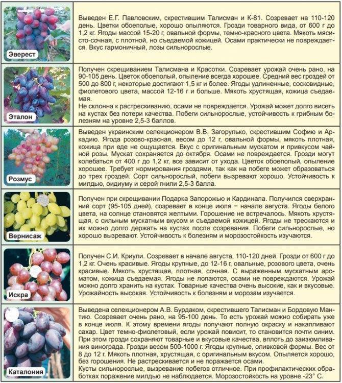 Виноград галахад: описание сорта, фото, отзывы, характеристики и технология выращивания