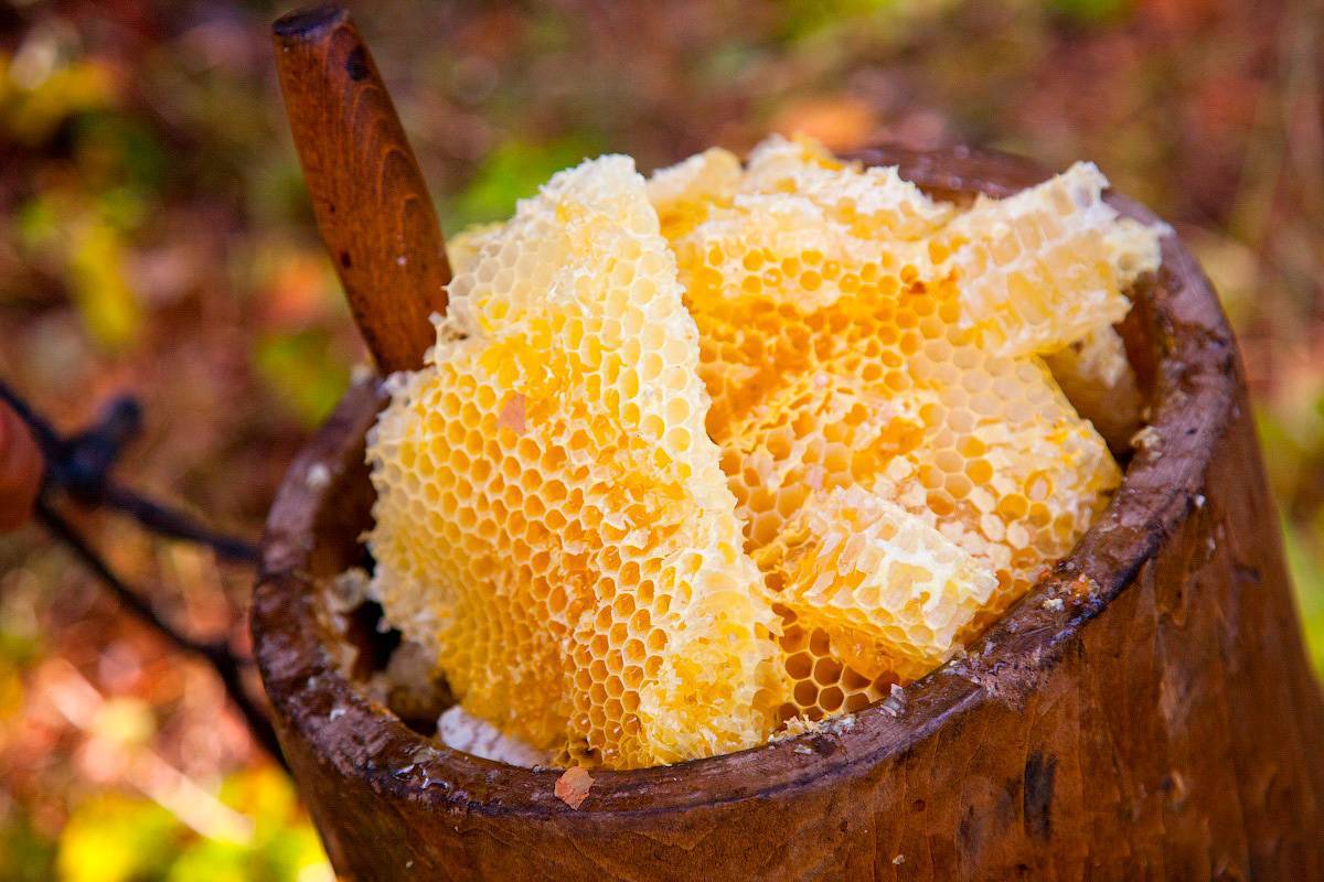 Бортевой мед – элитный продукт пчеловодства