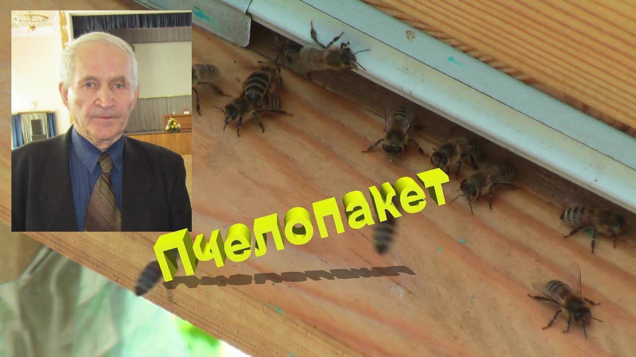 Кашковский – великий учитель науки пчеловодства