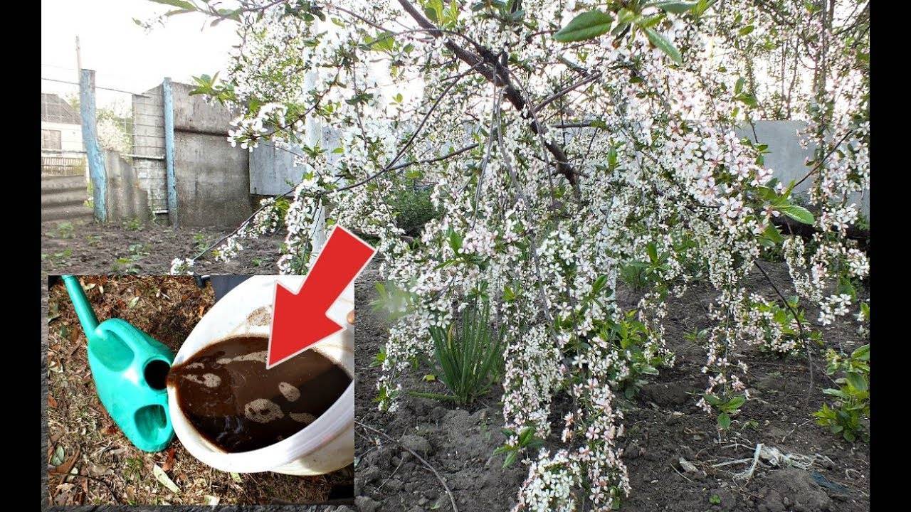 Подкормка вишни для повышения урожайности