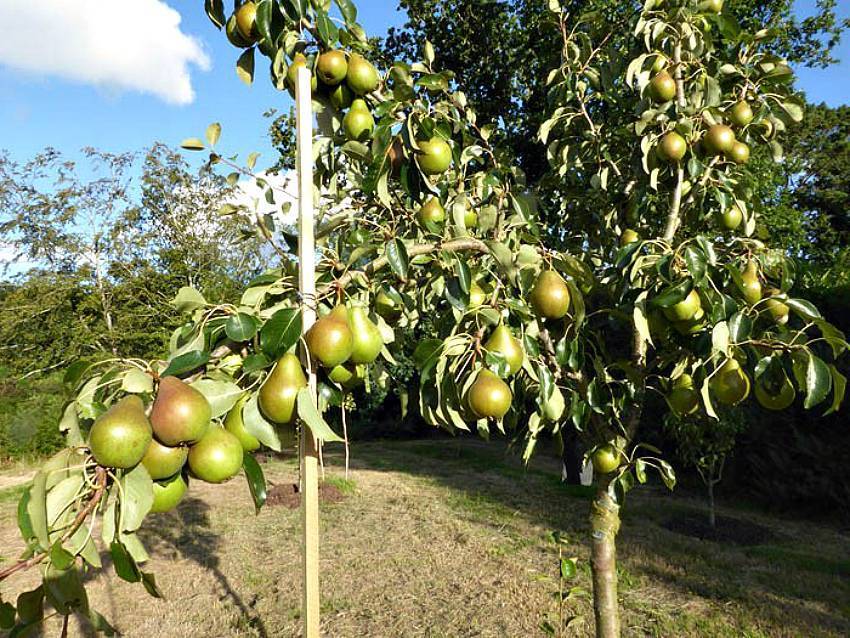 Что можно сделать при отсутствии плодоношения у яблоки и почему так происходит